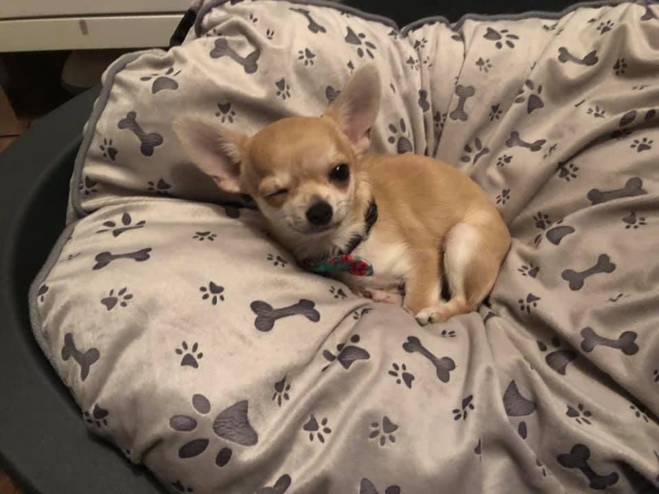 MissTatts tweet media