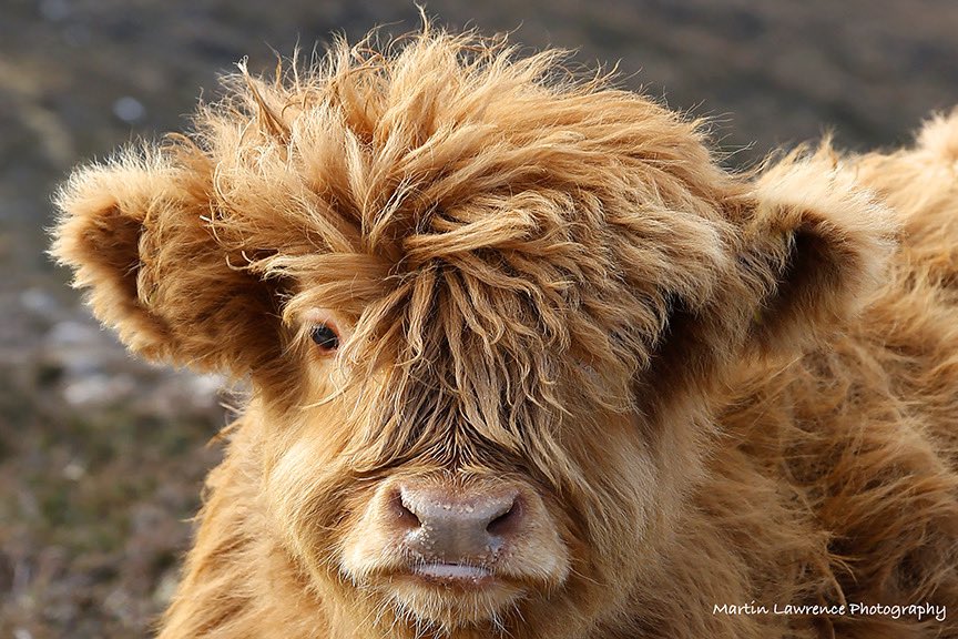 Looking for his Valentines date !! These young Highland Cows are the cutest things ever even on a bad hair day #highlandcows #badhairday #ValentinesDate #cute #animals #martinlawrencephotography #wildlifephotography #cows #scottish #picoftheday #scottishwildlife #photography