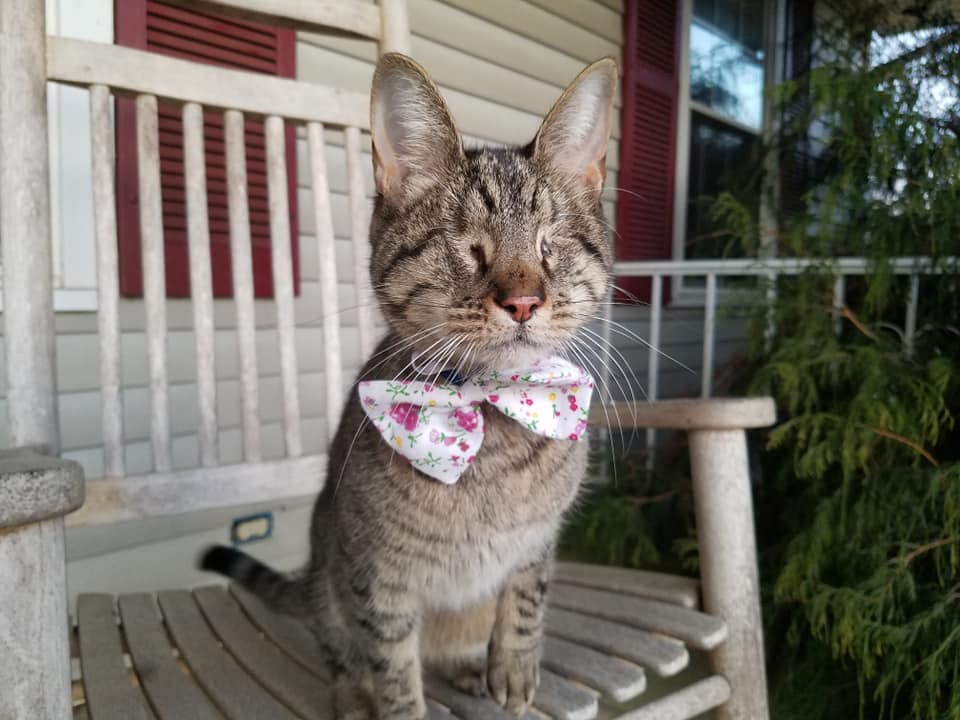 BlindPebbles's tweet photo. No matter what the problem is, love is always the answer. I am sending you my heart ❤️ and all my love! #HappyValentinesDay #TabbyTroop #loveoneanother https://t.co/k2Ou2Ofpv2