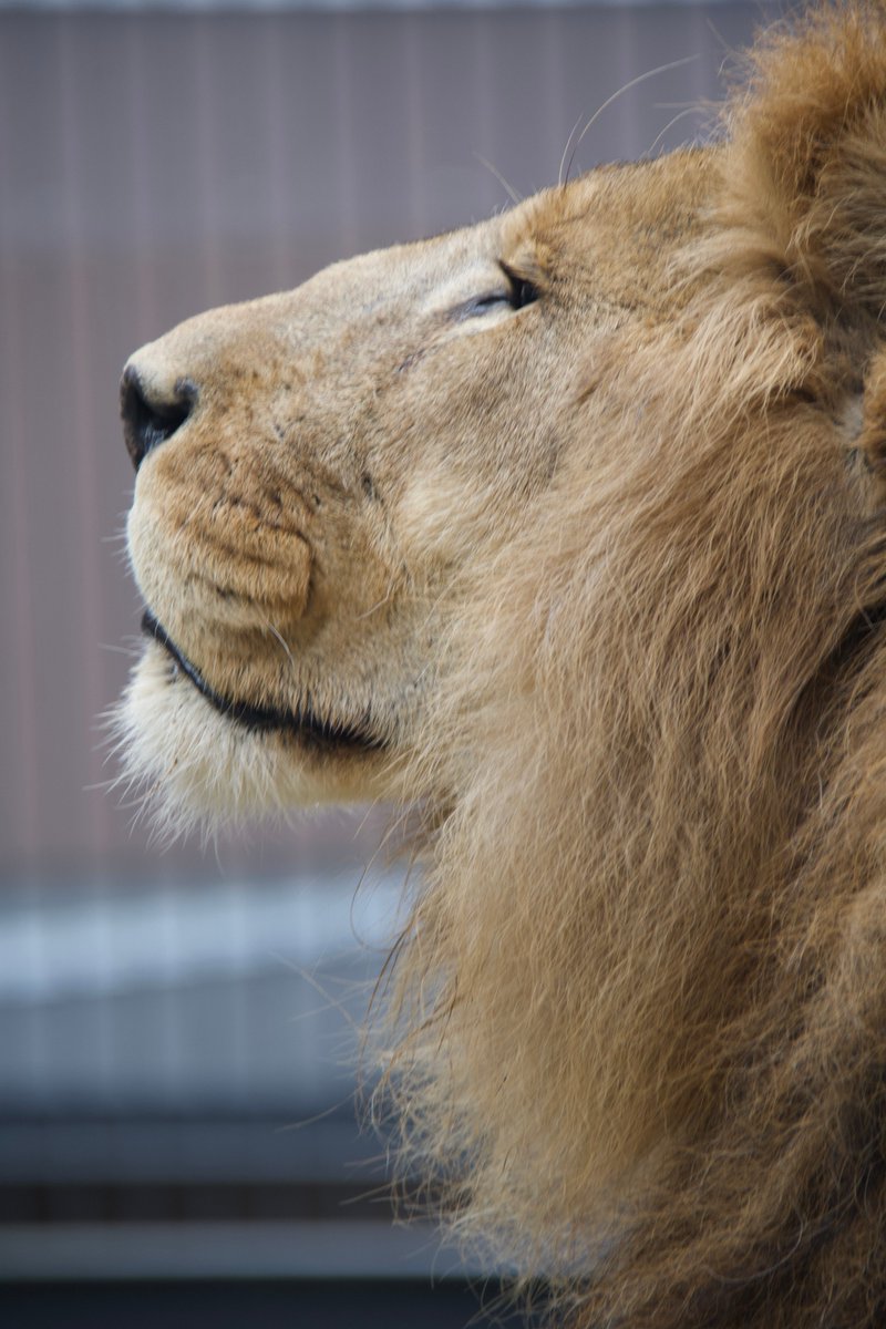ヒロ福地 A Twitter 円山動物園のオスライオン リッキー死す 王者の貫禄たっぷりだった これで円山動物園からライオンがいなくなった 最近はワシントン条約とかの絡みで簡単に手に入れられない動物も多いと聞く でも動物園にいないと困る動物の一つがライオン