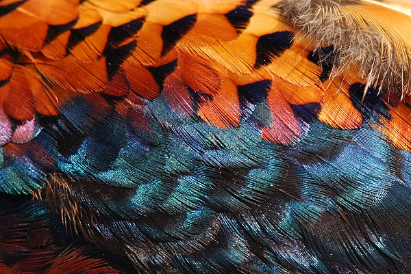 Pheasants@Exeter (@pec_exeter) on Twitter photo What are your attitudes to release & management of #pheasants & #partridges for shooting in the UK?
Study led by <a href="/Kayna_Ford/">Kayna</a> explores what factors shape those attitudes
Pro/Anti/Ambivalent
Please complete this anonymous⬇️survey (takes ~10 mins) and RT
exetercles.eu.qualtrics.com/jfe/form/SV_bE… What are your attitudes to release & management of #pheasants & #partridges for shooting in the UK?
Study led by <a href="/Kayna_Ford/">Kayna</a> explores what factors shape those attitudes
Pro/Anti/Ambivalent
Please complete this anonymous⬇️survey (takes ~10 mins) and RT
exetercles.eu.qualtrics.com/jfe/form/SV_bE…