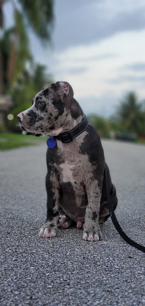 Daddy_Tonkin's tweet photo. Zues has always been a stud 😍❤️ IG @King_Zues_XL #DontBullyMyBreed #PitbullLove #XLBully #KingZuesXL https://t.co/PhsFxk05IL