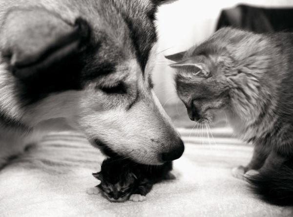 PavelKrav's tweet image. Быть может, времена уже не те... 
Условия диктует век спешащий... 
Но сердце так грустит о доброте... 
Немодной... Искренней... И настоящей... 

© Геннадий Эсса