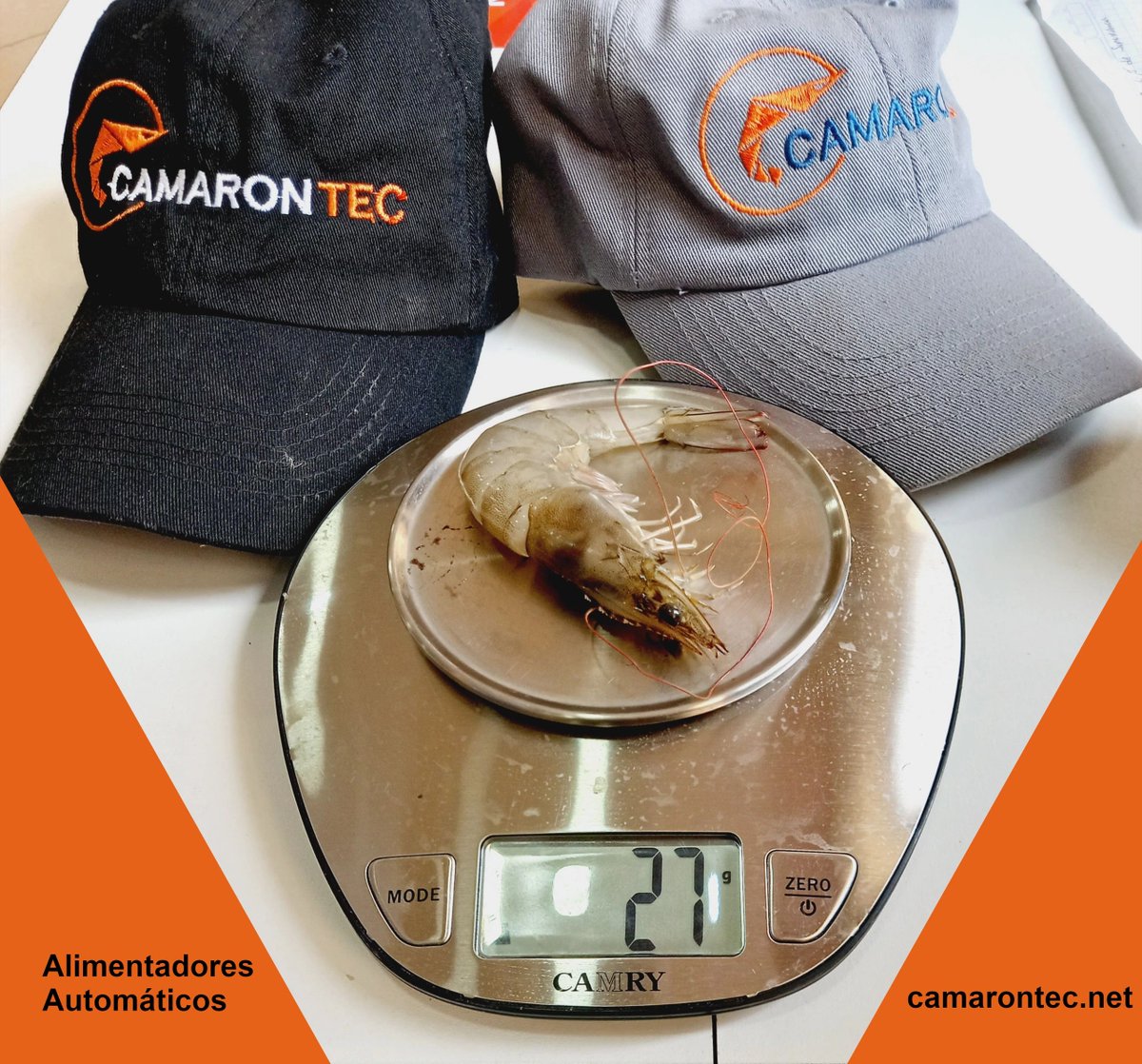CamaronTec's tweet photo. Resultados de producción con Alimentadores Automáticos CamaronTec.
Peso promedio de siembra: 0.55g
Días de producción: 70
Peso promedio: 27g
Tamaño promedio: 17cm https://t.co/KsUyJFoY5D