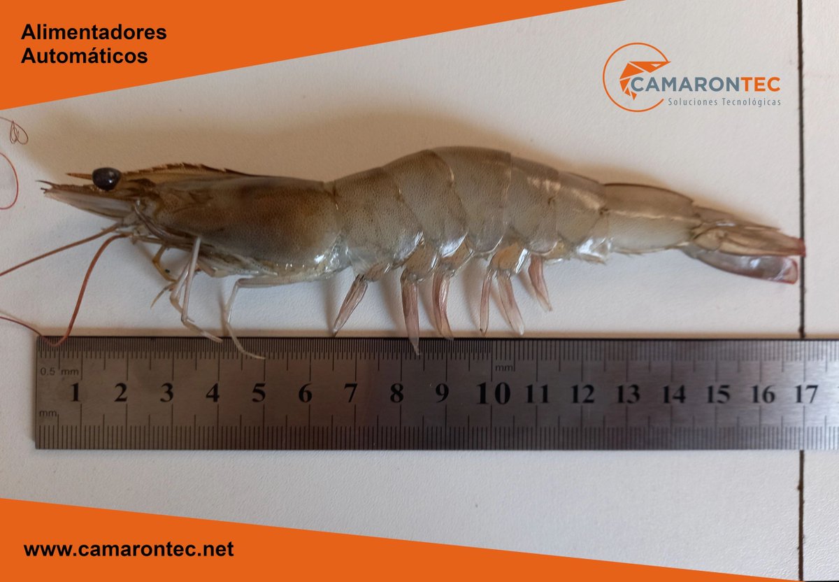 CamaronTec's tweet photo. Resultados de producción con Alimentadores Automáticos CamaronTec.
Peso promedio de siembra: 0.55g
Días de producción: 70
Peso promedio: 27g
Tamaño promedio: 17cm https://t.co/KsUyJFoY5D