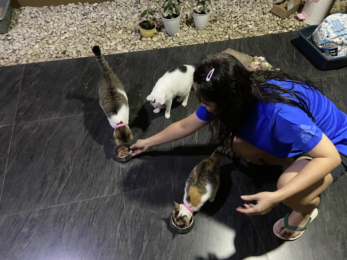 chromatogrebi's tweet image. My mom 2 years ago: “gak suka kucing &amp;gt;:( manja dan cuma bisa makan tidur”
Her now: “CIAPA MAU MAMAM😘😘 ANGKAT EKORNYA”
“cayang cayang cayang 😘😘 enak mamamnya????”
“*sings for my cats*”
“BOOTS yuk ikut nyirem bunga😘😘”