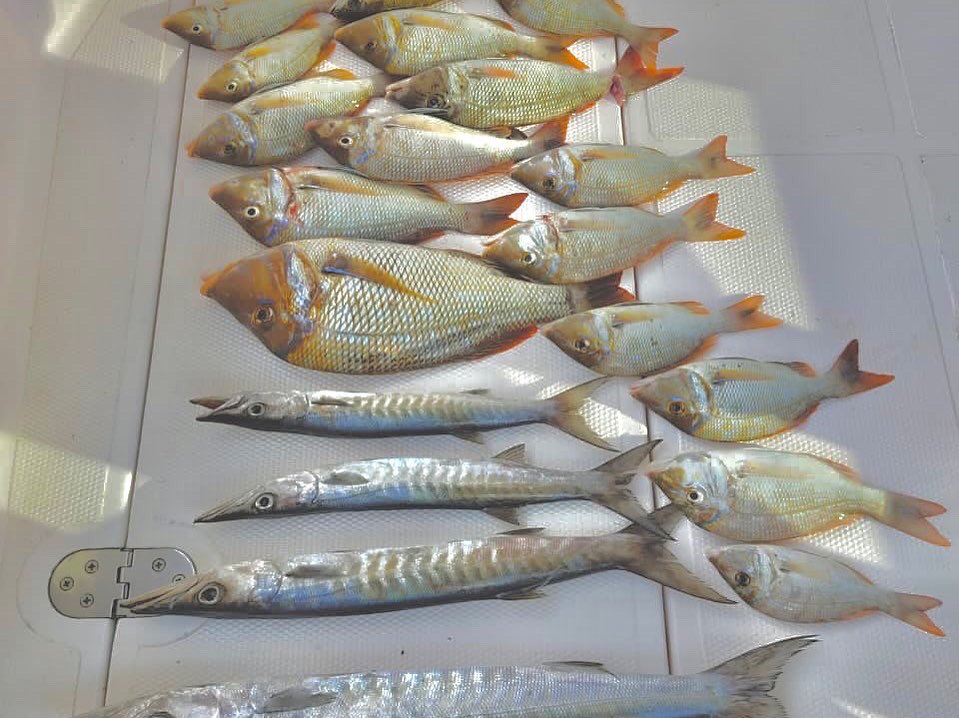Fishing🎣Trip in Dubai📍
𝗖𝗮𝗹𝗹 &amp; 𝗴𝗲𝘁 𝘆𝗼𝘂𝗿 𝗼𝗳𝗳𝗲𝗿
☎️+971563729777
fishingtripdubai.com 
fishing trip in dubai-fishing trips in dubai-fishing boat dubai-fishing boats dubai-dubai fishing trips-deep sea fishing dubai-boat rental dubai-yacht fishing-yachts fishing