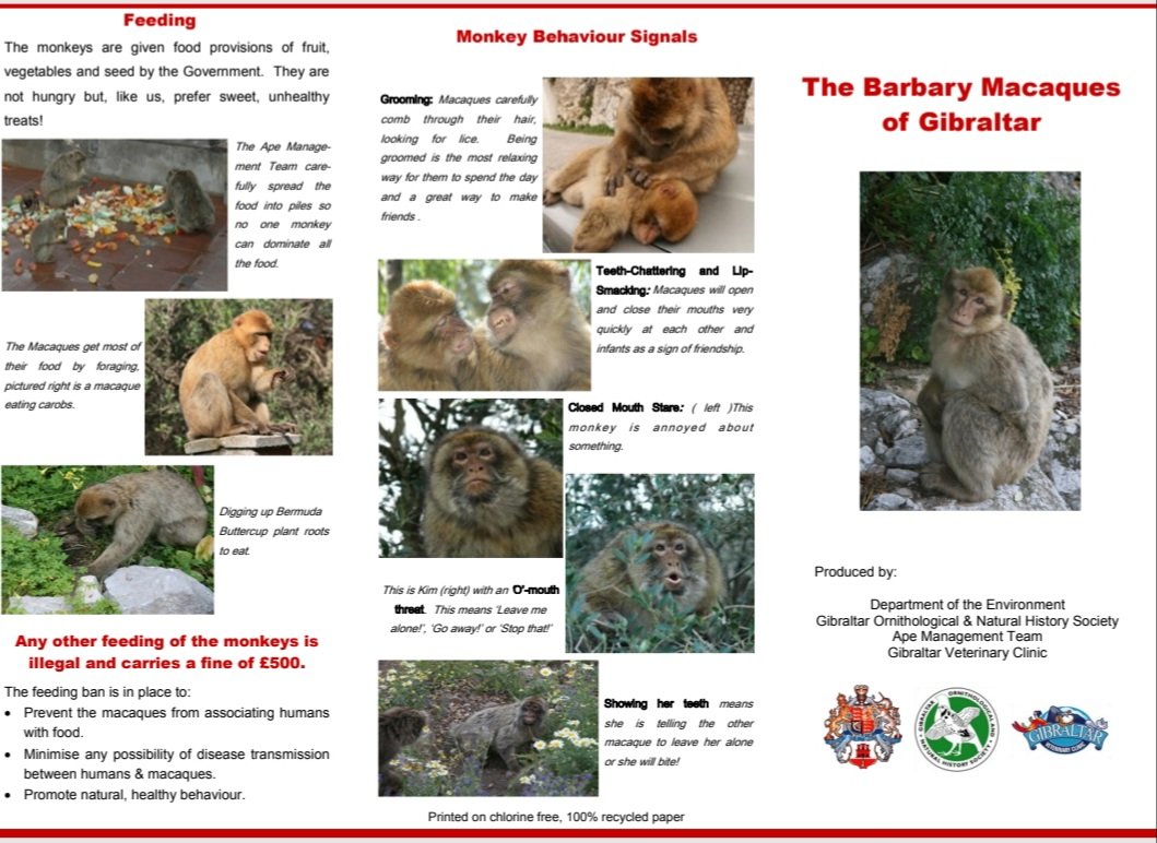 GibReserve's tweet photo. Species Watch: learning more about our adorable Barbary Macaques ๐ต๐ (a poster for your children)
#gibnaturereserve #barbarymacaques #roamingwild https://t.co/sXQyaPGVSW