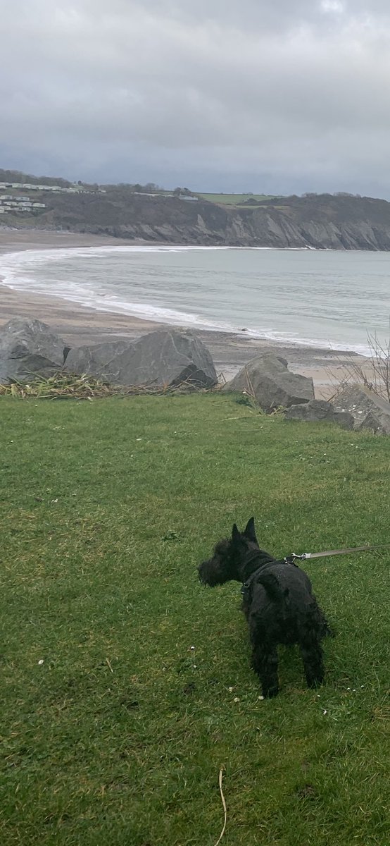 Stroll down the beach this morning.  Had an offlead run around 🌪 🌪 (there were no distractions 🙄) I even decided to come back to them 😂🐾🐾 #progress #Scottie