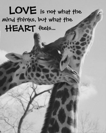 RegretfulPirat1's tweet photo. #LoveNature...NOT #Captivity! #ProNature https://t.co/QeDJoONH8u