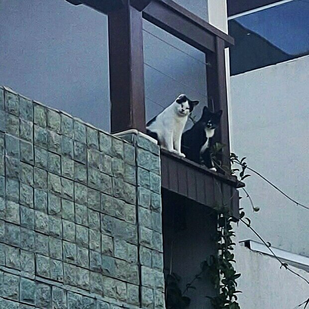 JOHNTRANE_'s tweet photo. Dois gatinhos cegos da minha irmã fofocando sobre a vizinhança https://t.co/oxwNf1Mwxr