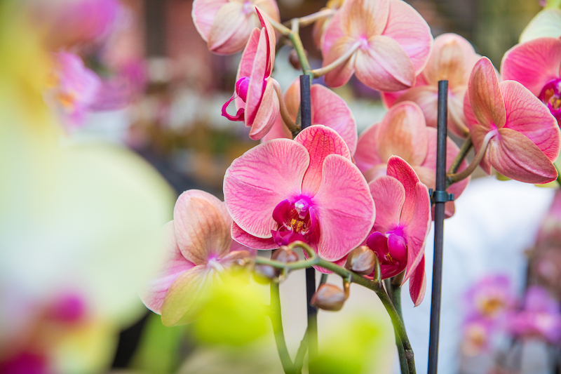 On behalf of Orchid Inspiration Days, we wish everyone a Happy Valentine's Day! Tip: give an orchid as a gift on this day, your Valentine will enjoy it for a long time!  ❤️