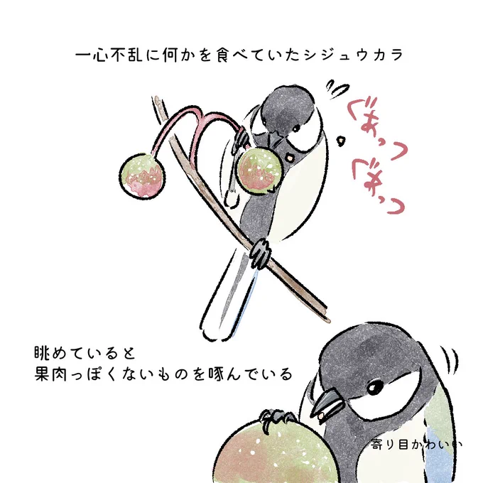 シジュウカラのおかげで知った 
