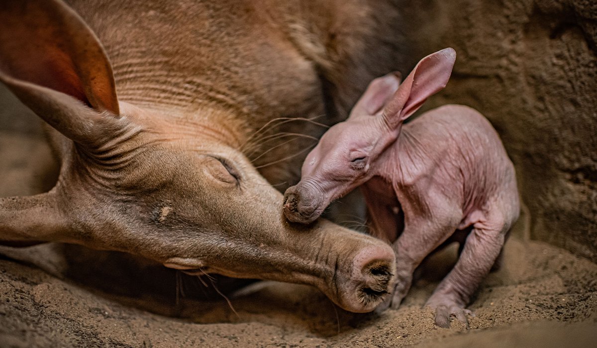голландские колонисты земляной поросенок. трубкозуб земляной поросёнок описание. Aardvark d5b. новый животное в зоопарке екатеринбурга. голландские колонисты земляной поросенок.