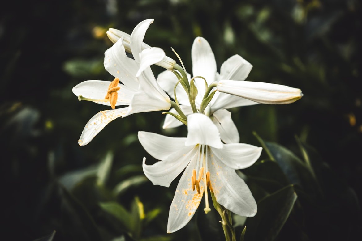 VERSUMAGICAE's tweet photo. ㅤ
ㅤ
🦉. The 𝗢𝗪𝗟 has sent you present!

To: @froustnova 
Message:
   • Fennel
   • Lily, white
   • Magnolia, swamp
   • Moss
From: AF
ㅤ
ㅤ https://t.co/N1ZpkT4pnK