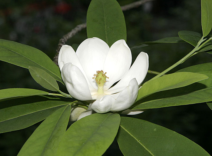 VERSUMAGICAE's tweet photo. ㅤ
ㅤ
🦉. The 𝗢𝗪𝗟 has sent you present!

To: @froustnova 
Message:
   • Fennel
   • Lily, white
   • Magnolia, swamp
   • Moss
From: AF
ㅤ
ㅤ https://t.co/N1ZpkT4pnK