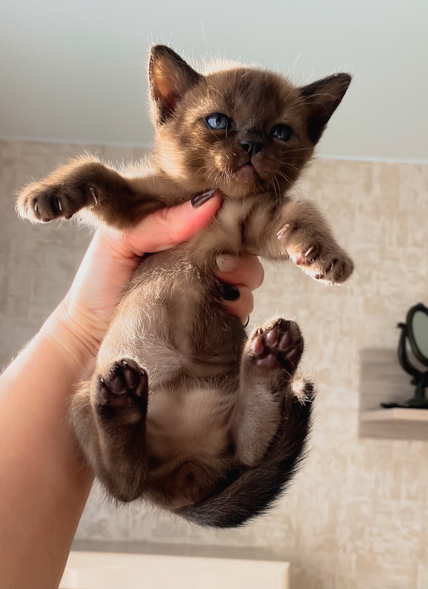 Pn30aLij's tweet photo. Free! Reserve! #CatsOfTwitter #kitten #burma https://t.co/ngLOlK0xEt