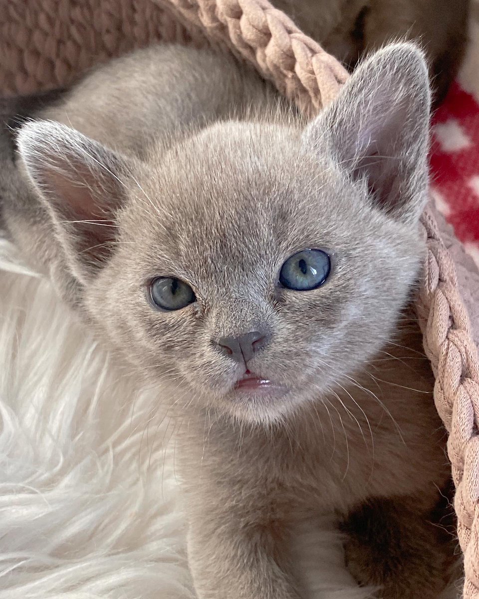 Pn30aLij's tweet photo. Free! Reserve! #CatsOfTwitter #kitten #burma https://t.co/ngLOlK0xEt