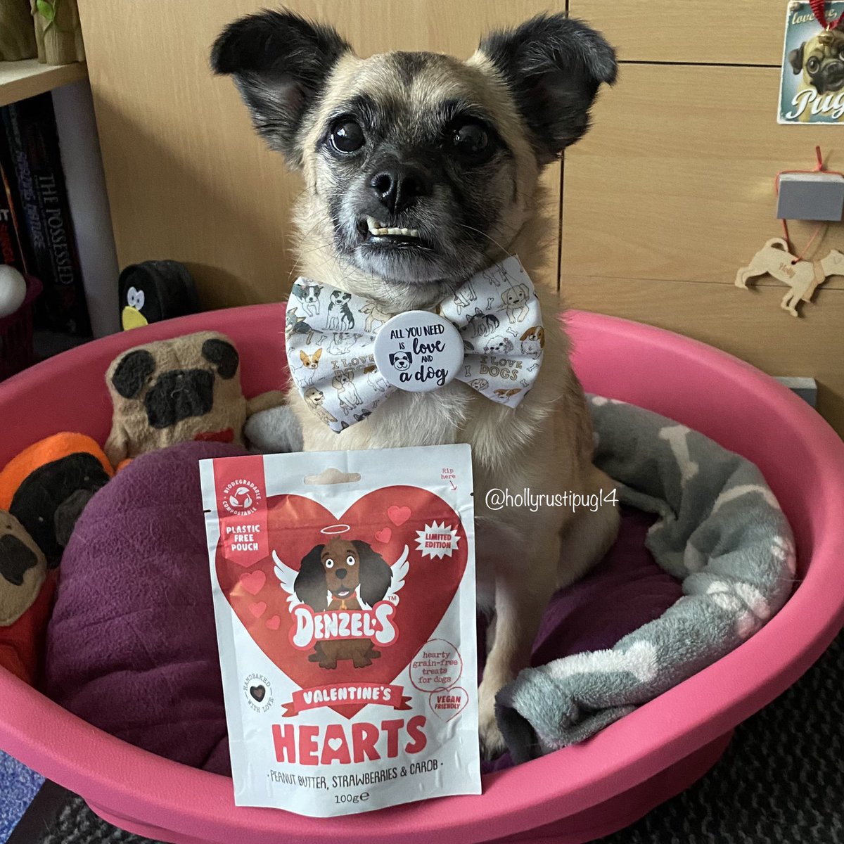 hollyrustipug14's tweet photo. Happy Valentineโs Day! I got some of these yummy treats from Mum. Itโs Suziโs Gotcha Day today too! Mum forgot mine last Monday. We had a family medical emergency and it slipped her mind. Iโve forgiven her now though ๐๐พ #ValentinesDay #frankysbowtique #Denzels #dogsoftwitter https://t.co/5MgG7CHHel