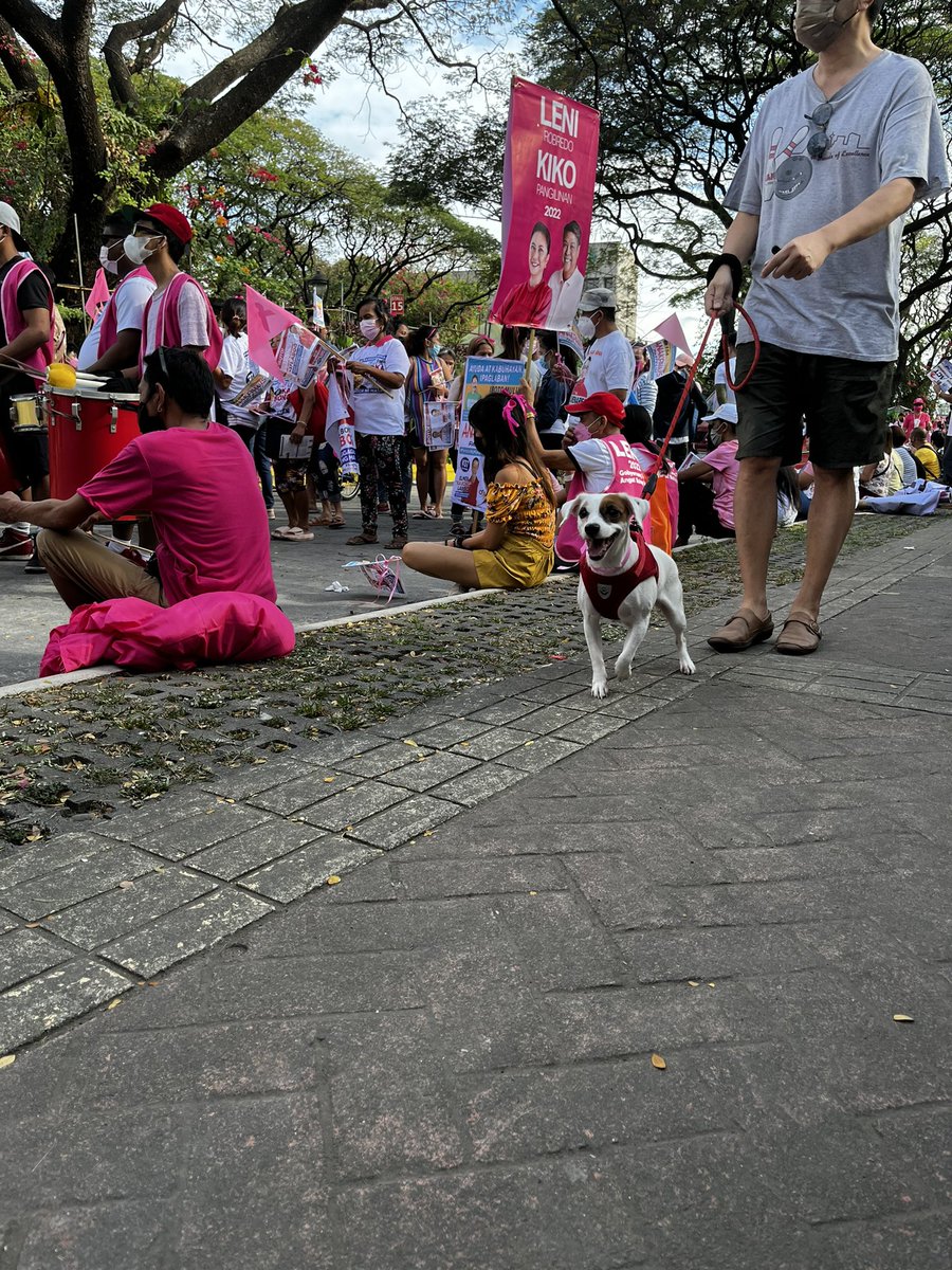 annaptan's tweet image. #robredogs #doggosforleni #PinkSunday 🎀🎀🎀🐶🐕🦮🐩🐕‍🦺