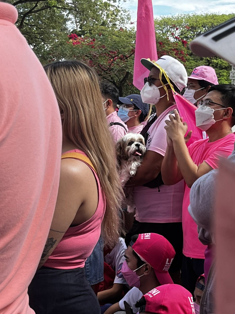 annaptan's tweet image. #robredogs #doggosforleni #PinkSunday 🎀🎀🎀🐶🐕🦮🐩🐕‍🦺