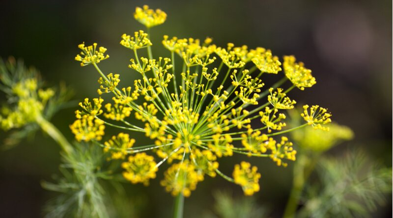 VERSUMAGICAE's tweet photo. ㅤ
ㅤ
🦉. The 𝗢𝗪𝗟 has sent you present!

To: @KalyFlamel  
Message:
   • Fennel
   • Saffron Crocus
   • Sorrel, Wood
   • Moss
From: AF
ㅤ
ㅤ https://t.co/bi8JI0t9Z7