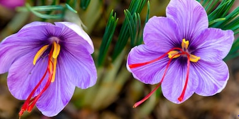 VERSUMAGICAE's tweet photo. ㅤ
ㅤ
🦉. The 𝗢𝗪𝗟 has sent you present!

To: @KalyFlamel  
Message:
   • Fennel
   • Saffron Crocus
   • Sorrel, Wood
   • Moss
From: AF
ㅤ
ㅤ https://t.co/bi8JI0t9Z7