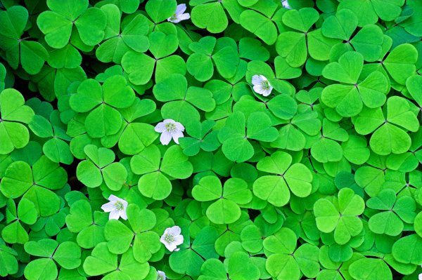 VERSUMAGICAE's tweet photo. ㅤ
ㅤ
🦉. The 𝗢𝗪𝗟 has sent you present!

To: @KalyFlamel  
Message:
   • Fennel
   • Saffron Crocus
   • Sorrel, Wood
   • Moss
From: AF
ㅤ
ㅤ https://t.co/bi8JI0t9Z7