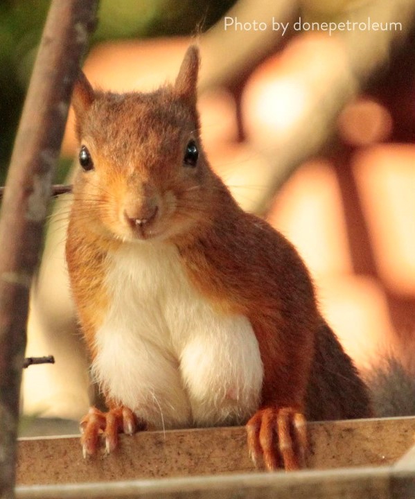 Today is all about love ❤️ but for red squirrels, mating season began in January. Female squirrels will usually have their first litter of the year in March after a gestation period of around 38 days. 

#ValentinesDay #RedSquirrel #RedSquirrels #Mating
