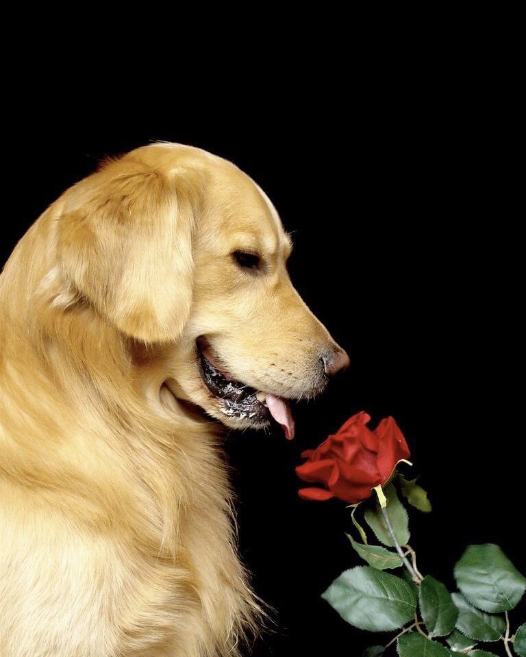 DebraUsher's tweet photo. Happy Valentine’s Day https://t.co/34WlEyWvTA