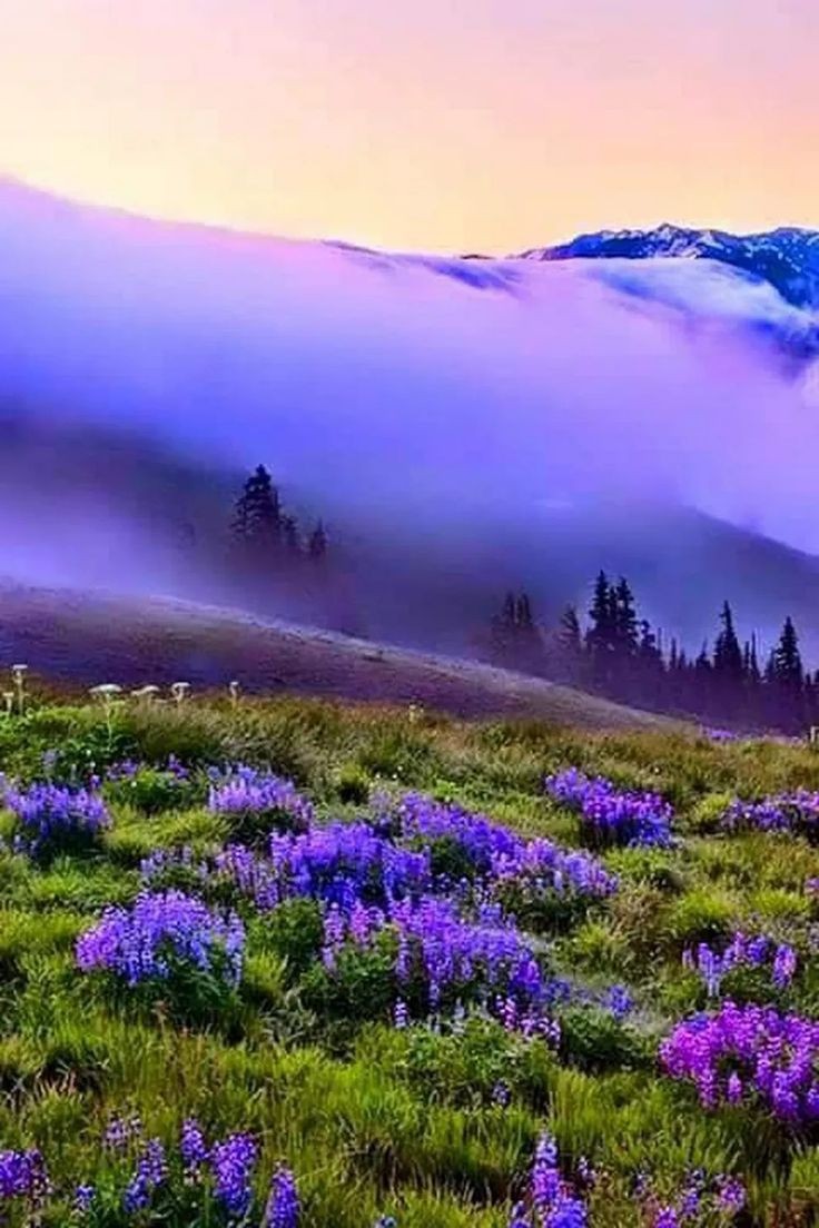Beautiful nature💜°•▪︎♡♡♡
#NaturePhotography