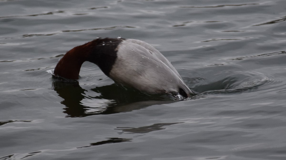 NorthCaveWet's tweet image. The Pochards were showing well from the South &amp;amp; Crossland's hides, allowing some close views