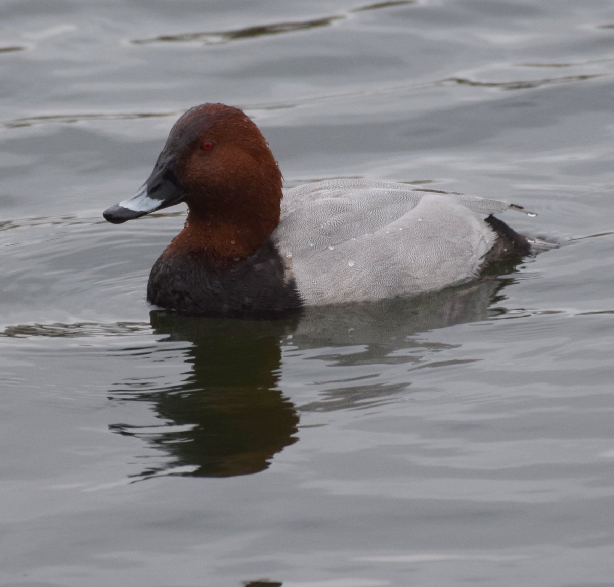 NorthCaveWet's tweet image. The Pochards were showing well from the South &amp;amp; Crossland's hides, allowing some close views