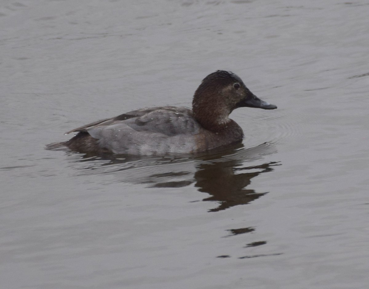 NorthCaveWet's tweet image. The Pochards were showing well from the South &amp;amp; Crossland's hides, allowing some close views
