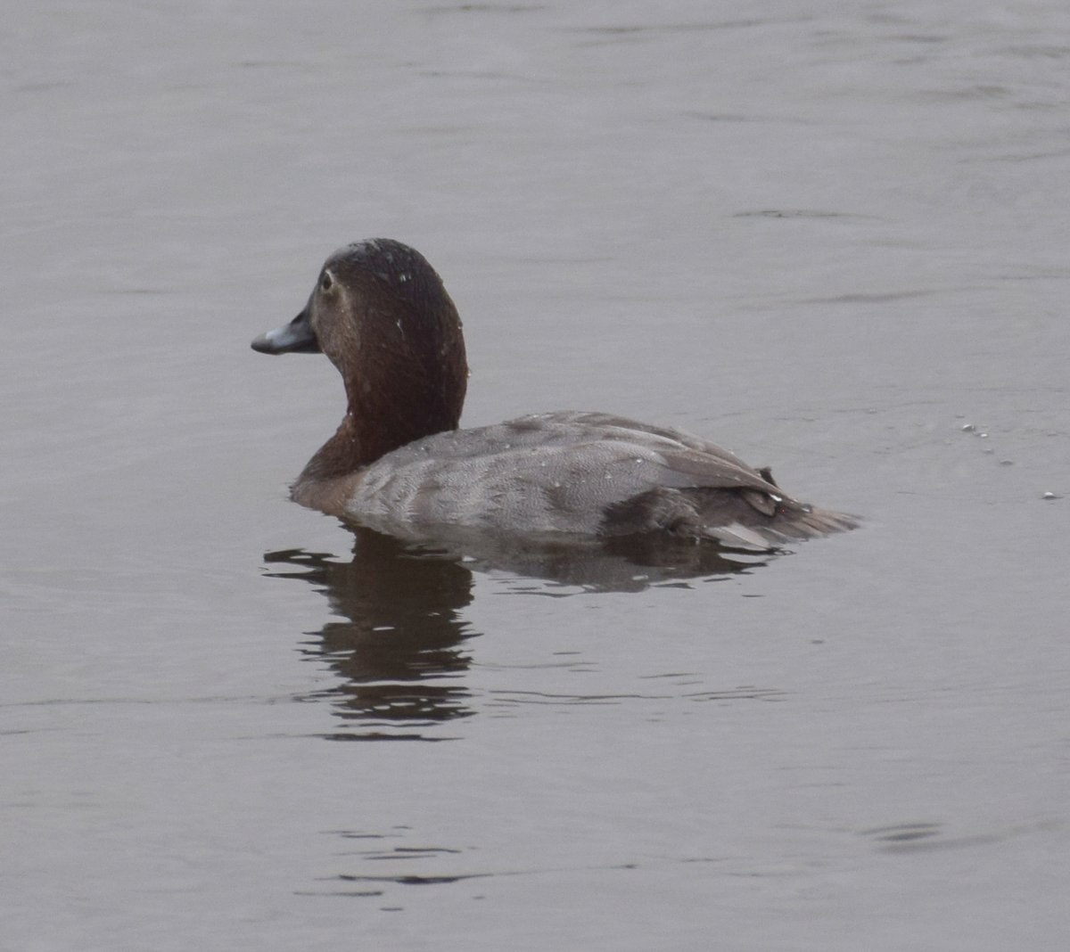 NorthCaveWet's tweet image. The Pochards were showing well from the South &amp;amp; Crossland's hides, allowing some close views