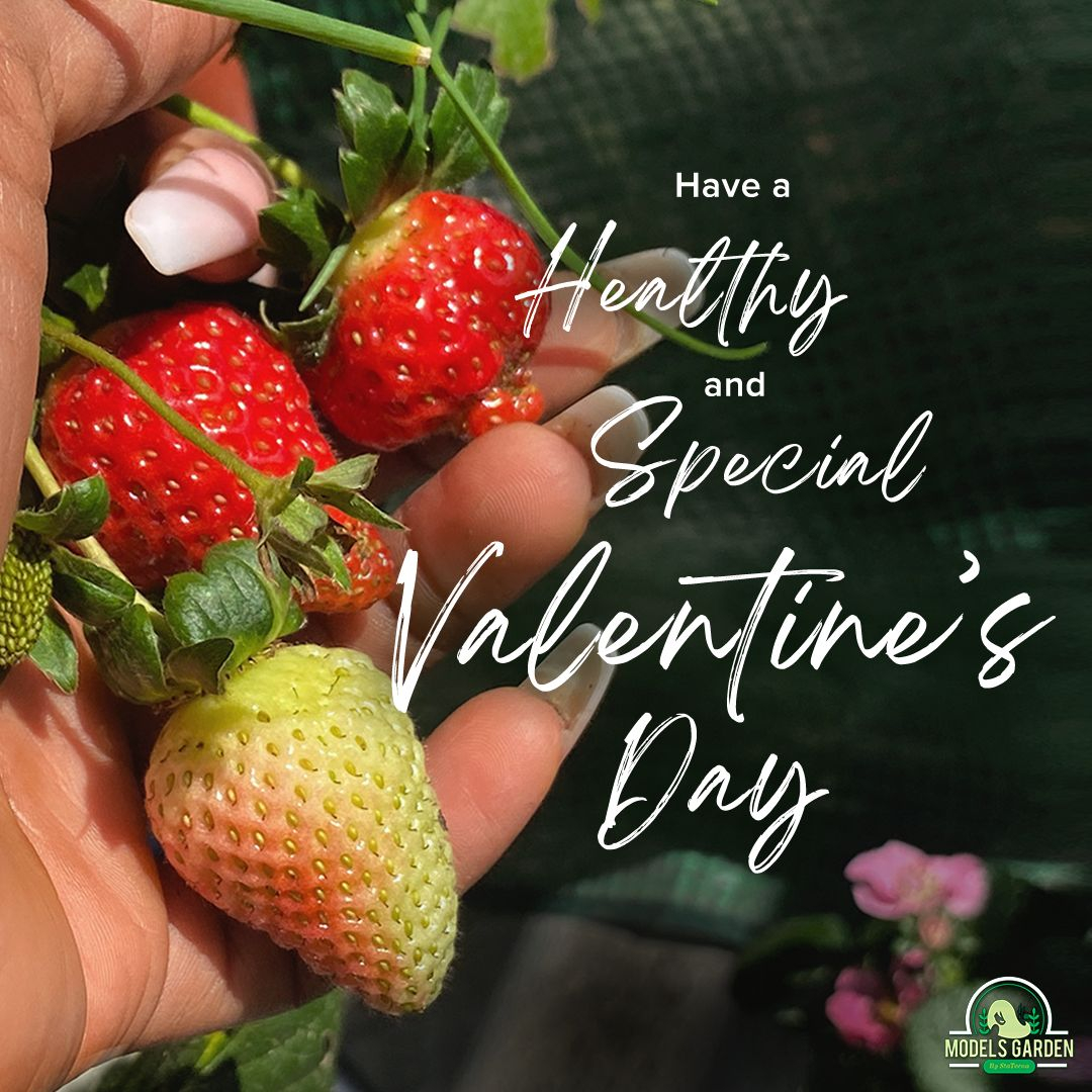 ModelsGarden's tweet image. Have a happy and healthy Valentine's Day! ❤️ 

All the love from Models Garden 💚