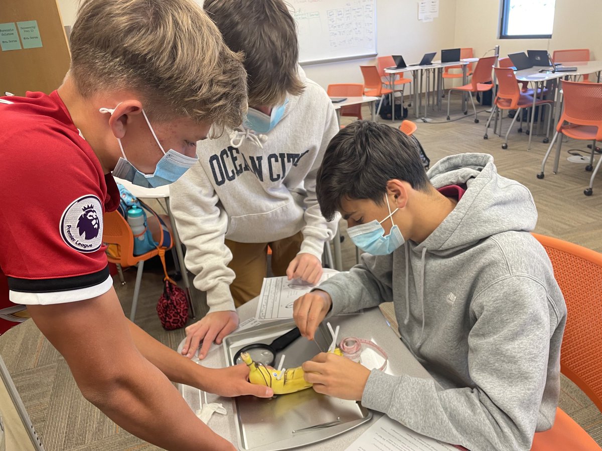 Danielle Serna (@dsernateach) on Twitter photo Students <a href="/ASUPrepAcademy/">ASU Preparatory Academy</a> Casa Grande took on the role of medical examiners by performing an autopsy on a banana cadaver. #ASUPrepblends #realworldlearning Students <a href="/ASUPrepAcademy/">ASU Preparatory Academy</a> Casa Grande took on the role of medical examiners by performing an autopsy on a banana cadaver. #ASUPrepblends #realworldlearning