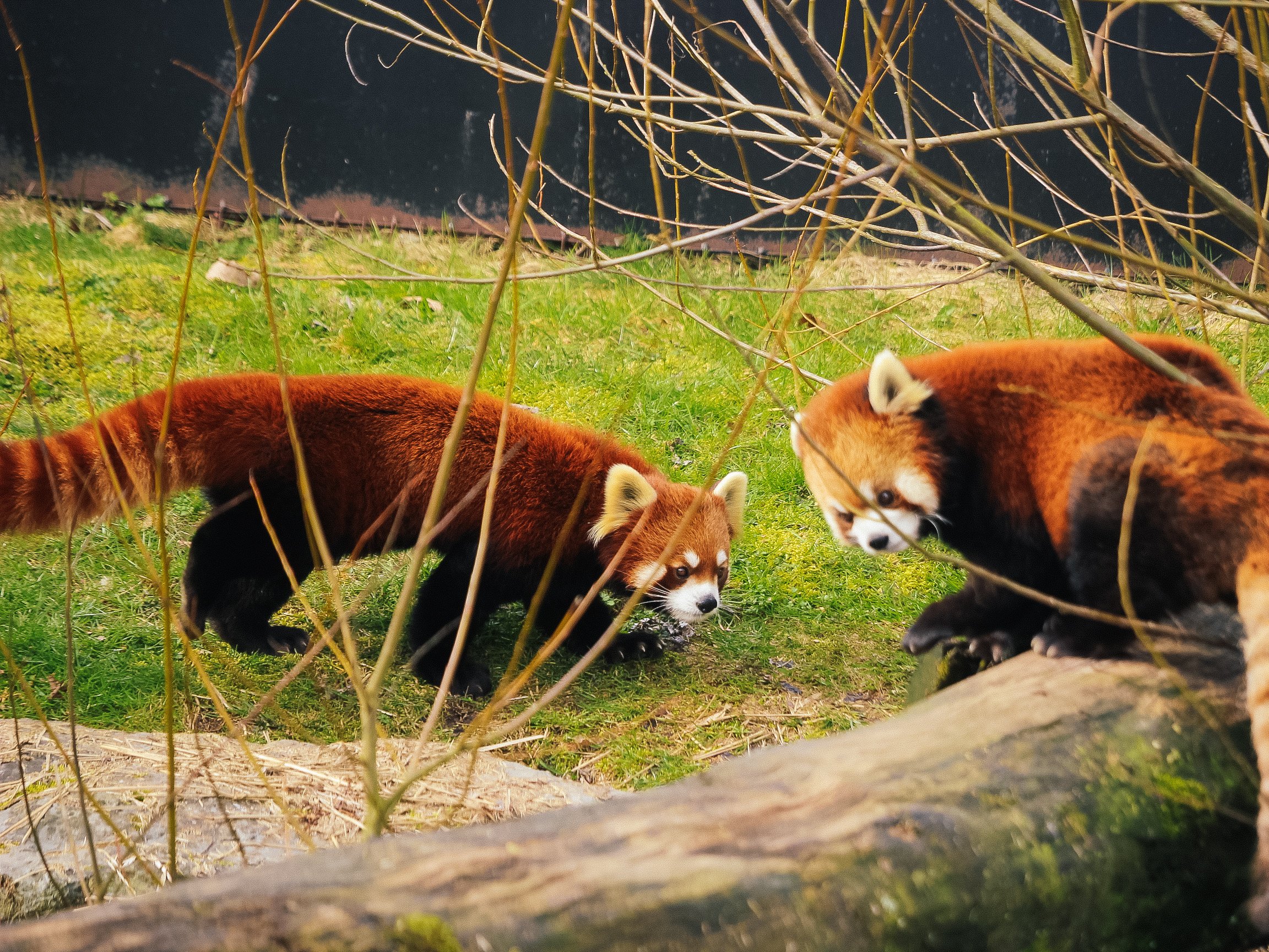 Greater Vancouver Zoo (vancouverzoo) / Twitter