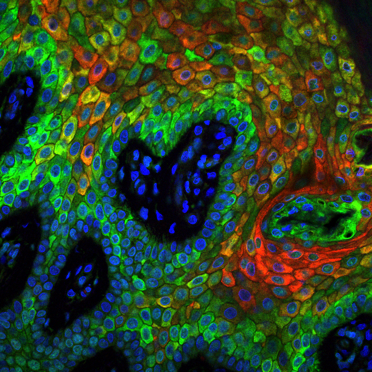 Developing Future Biologists tweet media