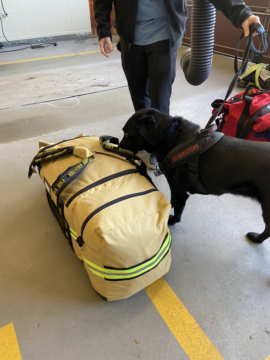DCSheldonYoung's tweet photo. Even with exposure limiting protocols in place @VanFireRescue, sometimes bedbugs can be brought back to the hall 🪳

When this happens, we rely on Velvet 🐕‍🦺 to ensure any issues are dealt with immediately! https://t.co/uRohPmJOLB