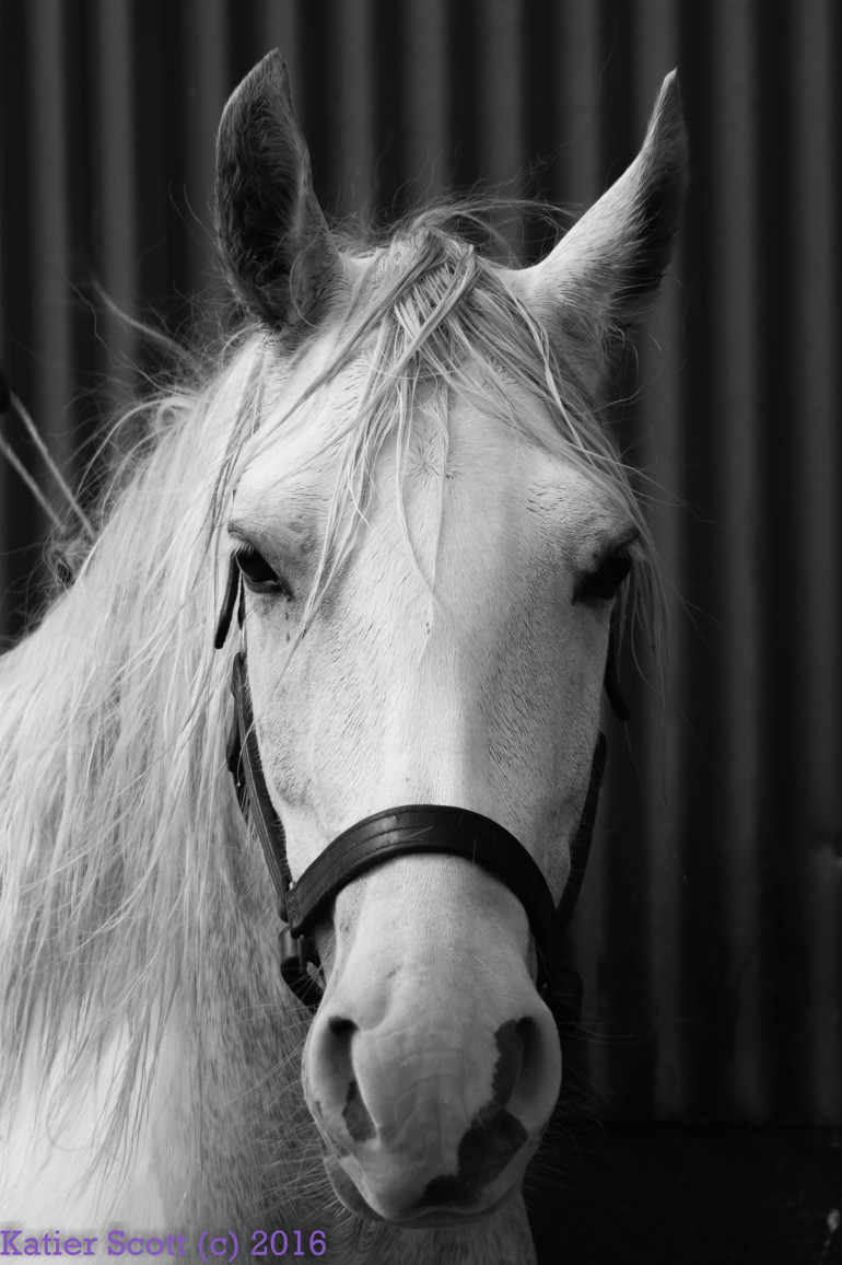 This lovely 14.2hh grey Cob mare is looking for a new home 😍 trib.al/3m4DILJ Thanks to our partnership with <a href="/SEIB_Insurance/">SEIB Insurance</a>, standard horses for sale adverts are now FREE. Place your advert today and find your horse a great new home ow.ly/QVZd50Ctqrb