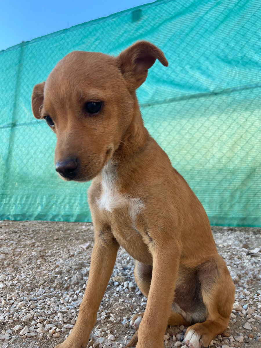 huelladejaen's tweet photo. Igual que un niño… que a su edad lo único que necesita es ser feliz y disfrutar de vivir… con esta imagen que me llega al alma, nos han traído al refugio, a este ángel de cuatros patas!!
Harto, cansado y necesitado de ese amor que le han negado a su corta edad. https://t.co/wSIH1TD4fZ