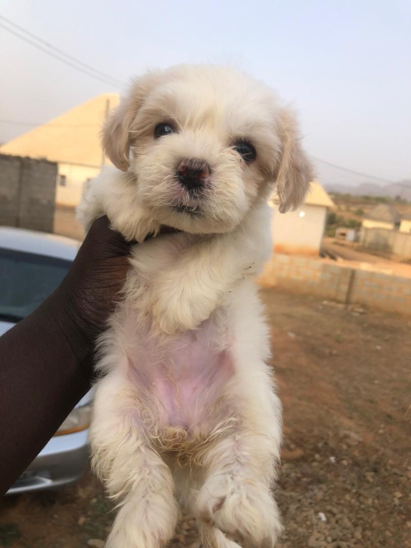 Polo Dogs tweet media