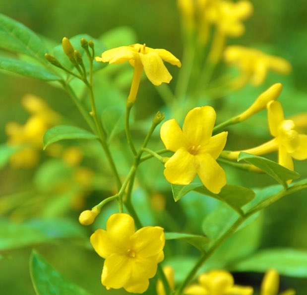 esam5505's tweet photo. Jasminum humile
ياسمين أصفر نادر وفواح وجميل
ويوصف بأنه شجيرة ريفية
تتطلب القليل من العناية ومناسبة تمامًا لجميع المناخات دون الحاجةإلى عناية خاصة خضرته دائمة
زرعته لدي في الحديقة فأزداد بهاءها وكان من ضمن أفخر وأروع وأحب أنواع الياسمين لدي وهو متسلق وله رائحة رائعة ذات نغمه خاصة https://t.co/4HioHEFNOC