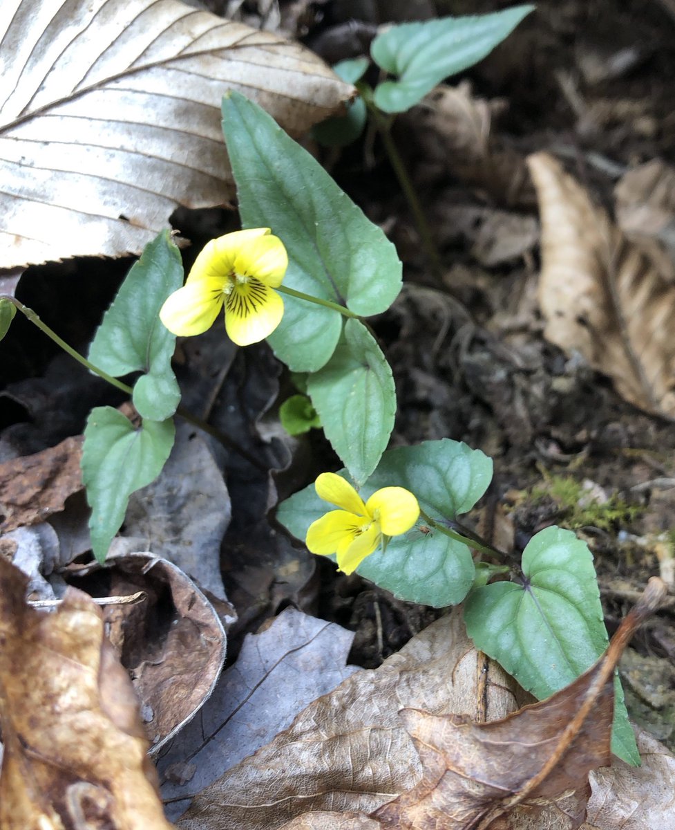 WildflowerPilg's tweet photo. The program for the pilgrimage had to go into the shop for few minor repairs. Look for the updated version a little later this week. I'm already dreaming of some of my favorite wildflowers like this Halberd-Leaved Violet! Can't wait for April to arrive. https://t.co/OG8Soc383b