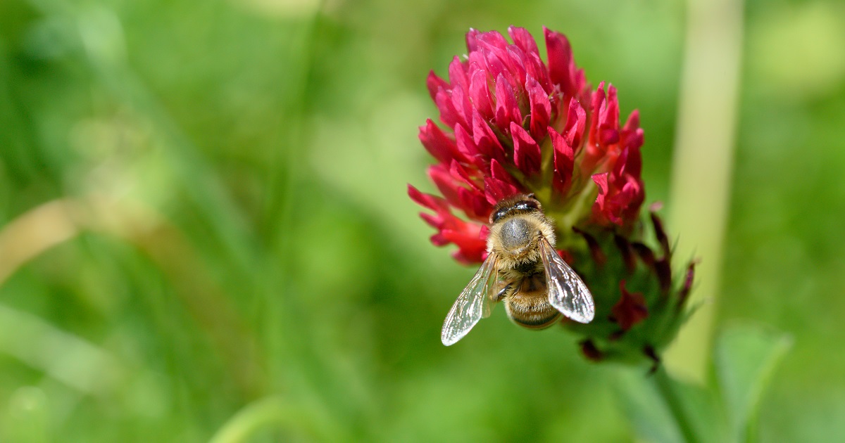 NFWFnews's tweet image. We're announcing a new RFP to increase adoption of cover crops in the Midwest. In partnership with @ADMupdates and @USDA_NRCS, approx. $2.5M is available to projects that provide farmers with tech + financial support for planting cover crop. Apply by 3/28 loom.ly/sOV-N7I