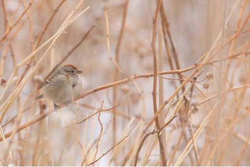 January's Center for Grassland Studies newsletter is out! Take a look for news about:
* Volesky Named CGS Interim Director
* CGS Scholarship Applications Available
* CRAWL Director Receives Patent
* Meet new faculty Gwendwr Meredith

grassland.unl.edu/January%20FINA…