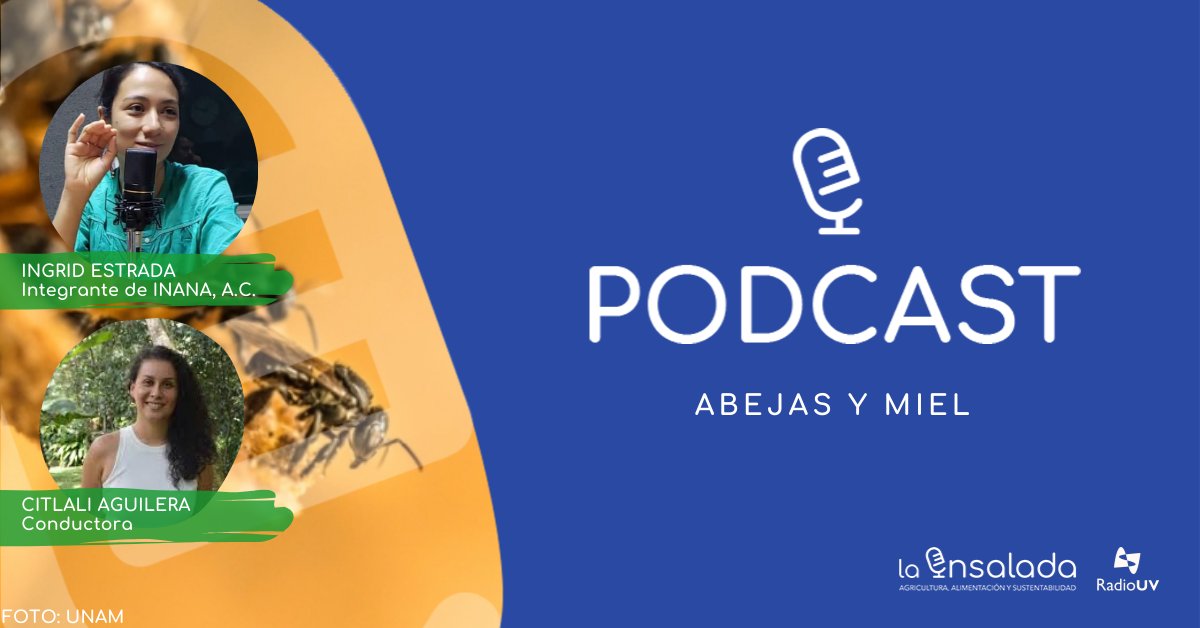 EnsaladaRadio's tweet photo. ¿Te perdiste #LaEnsalada?
Escucha el #podcast aquí:
https://t.co/djAwQTJZQH

#Repetición 
ABEJAS Y MIEL 🍯🌼🐝 

🐝En #LaEntrevista recordamos la plática con Ingrid Estrada, integrante de INANA A.C.

Acompaña a @citlaguilera todos los martes a las 10h por el 90.5 FM de @RadioUV. https://t.co/rqsDvrb7uG