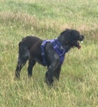 millypod1's tweet photo. SIRIO IS HOME. THANKS FOR RT's 😊🐕🐾
Returned home by himself in a bad state assumed trapped somewhere
13 FEB 2022 #Lost #ScanMe #Tagged
Black/White Brittany Male
#Trunch nr North Walsham #Norfolk #NR28
Wearing a orange Ruffwear harness and colour.
https://t.co/VjiVaSFap9 https://t.co/k1XNXOuUr5