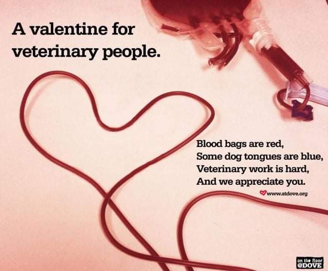 Happy Valentines Day to all our furry friends. Also to the AVC staff for always being so loving to our fur babies a special thanks to them and all vet techs out there!!